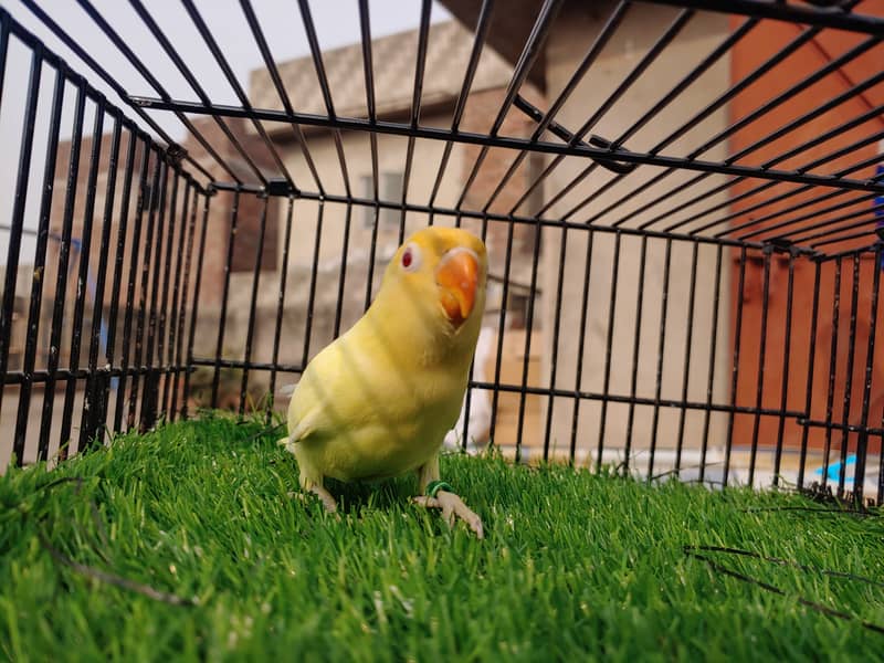 Albino Red Eye - Parblu Opline Green Blue Fishers - Personta Lovebirds 3