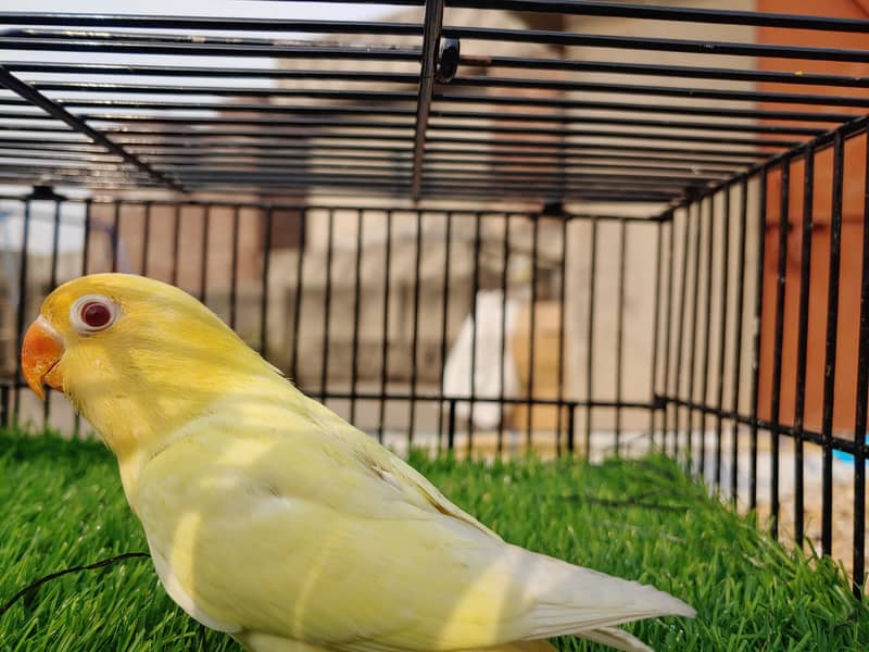 Albino Red Eye - Parblu Opline Green Blue Fishers - Personta Lovebirds 5