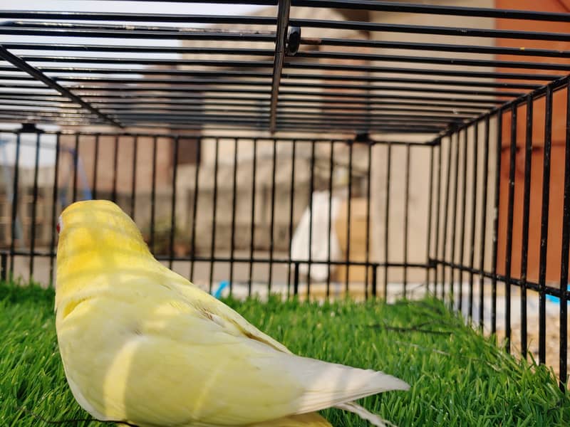 Albino Red Eye - Parblu Opline Green Blue Fishers - Personta Lovebirds 6