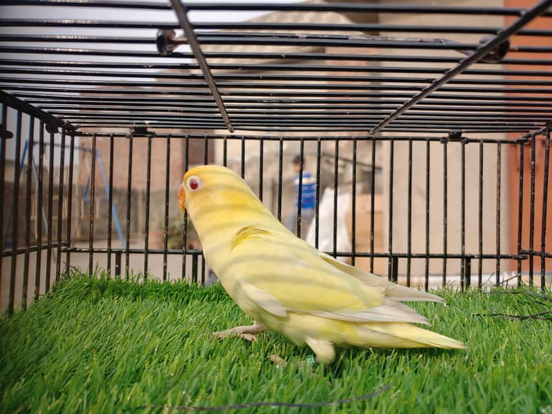 Albino Red Eye - Parblu Opline Green Blue Fishers - Personta Lovebirds 7