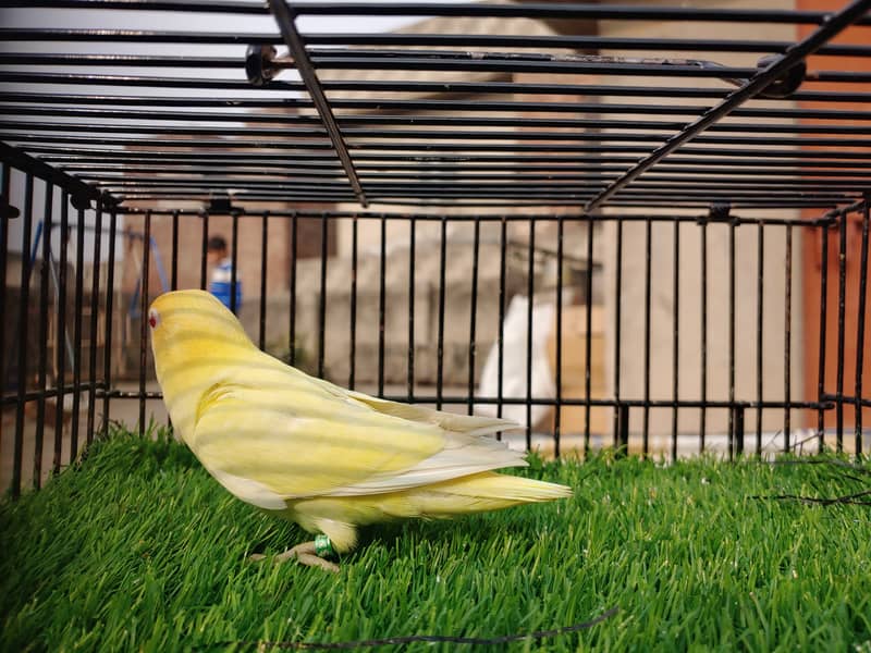 Albino Red Eye - Parblu Opline Green Blue Fishers - Personta Lovebirds 8