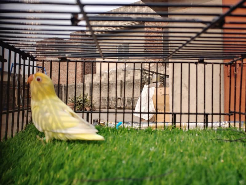 Albino Red Eye - Parblu Opline Green Blue Fishers - Personta Lovebirds 9