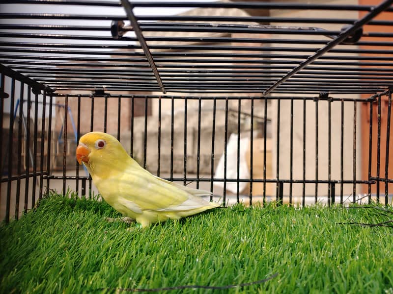 Albino Red Eye - Parblu Opline Green Blue Fishers - Personta Lovebirds 10