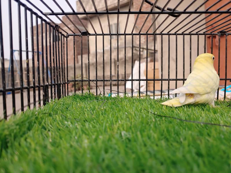 Albino Red Eye - Parblu Opline Green Blue Fishers - Personta Lovebirds 11