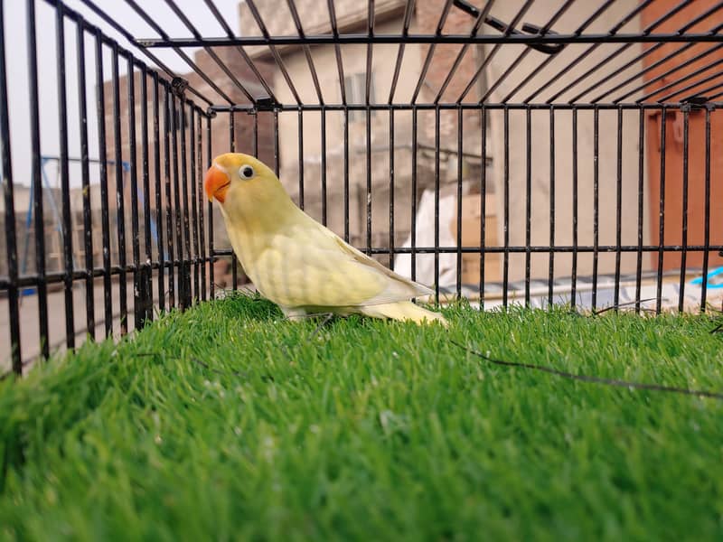 Albino Red Eye - Parblu Opline Green Blue Fishers - Personta Lovebirds 12