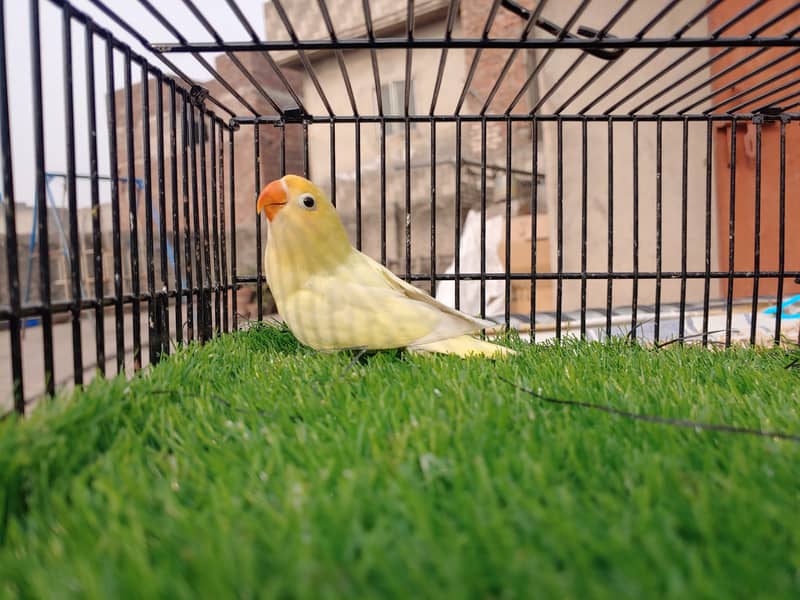 Albino Red Eye - Parblu Opline Green Blue Fishers - Personta Lovebirds 13