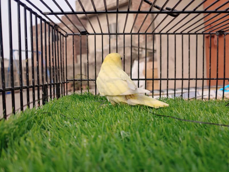 Albino Red Eye - Parblu Opline Green Blue Fishers - Personta Lovebirds 14