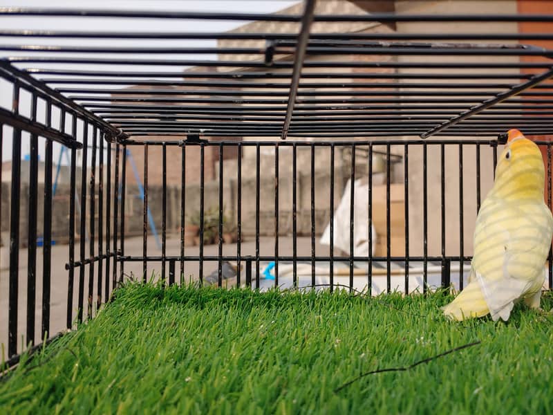 Albino Red Eye - Parblu Opline Green Blue Fishers - Personta Lovebirds 15