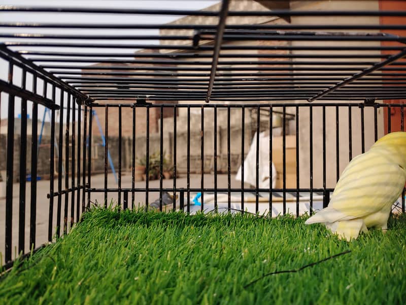 Albino Red Eye - Parblu Opline Green Blue Fishers - Personta Lovebirds 16