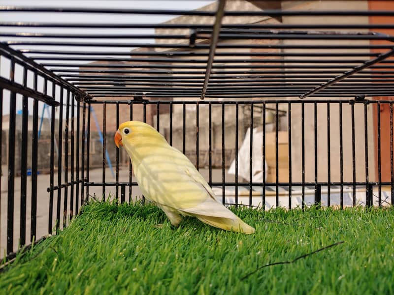 Albino Red Eye - Parblu Opline Green Blue Fishers - Personta Lovebirds 17