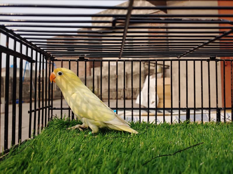 Albino Red Eye - Parblu Opline Green Blue Fishers - Personta Lovebirds 18