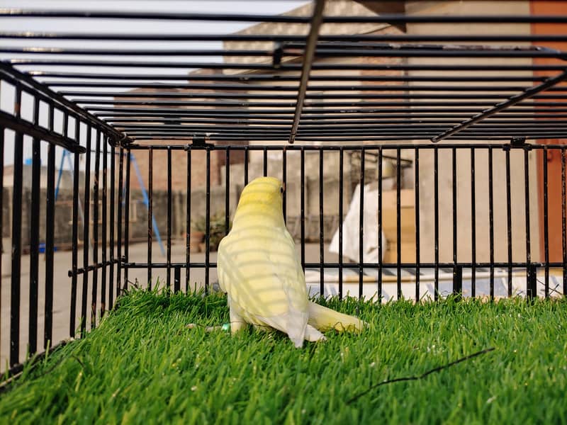 Albino Red Eye - Parblu Opline Green Blue Fishers - Personta Lovebirds 19