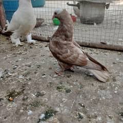 Fancy pigeon chicks