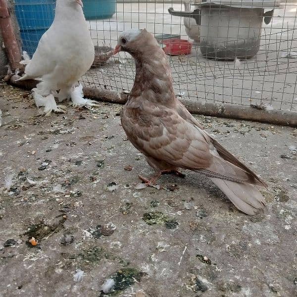 Fancy pigeon chicks 1