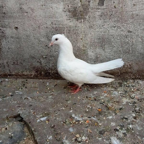 Fancy pigeon chicks 2