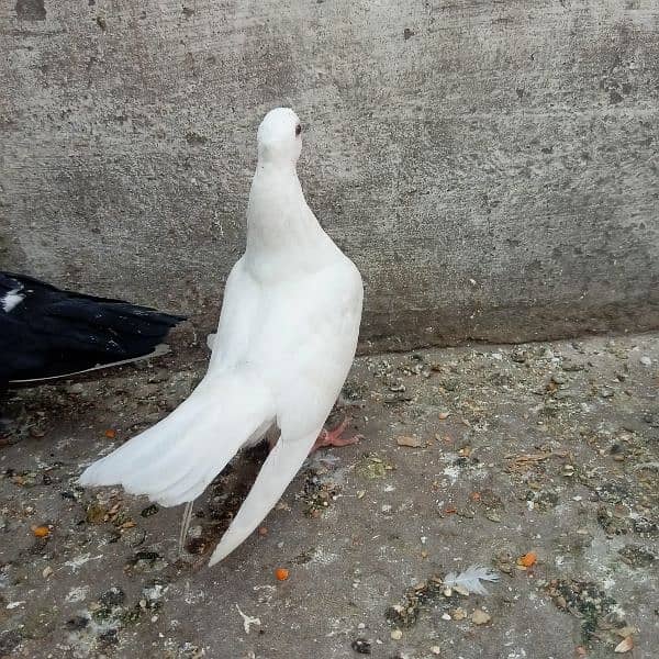 Fancy pigeon chicks 3