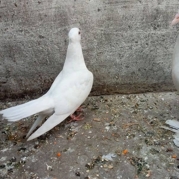 Fancy pigeon chicks 4