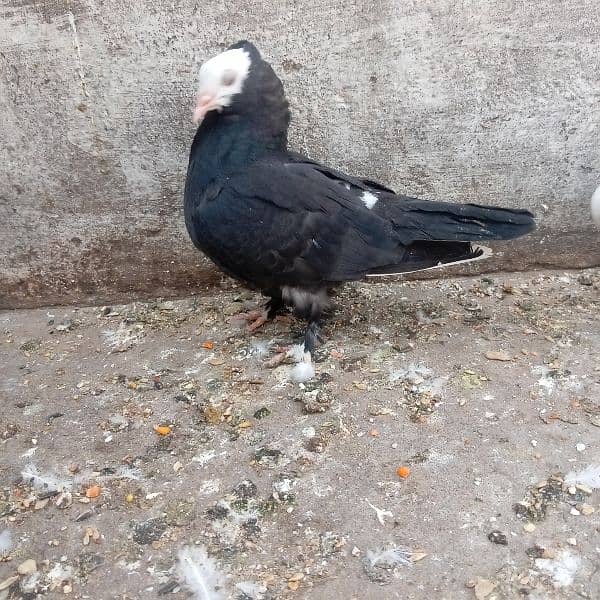 Fancy pigeon chicks 5