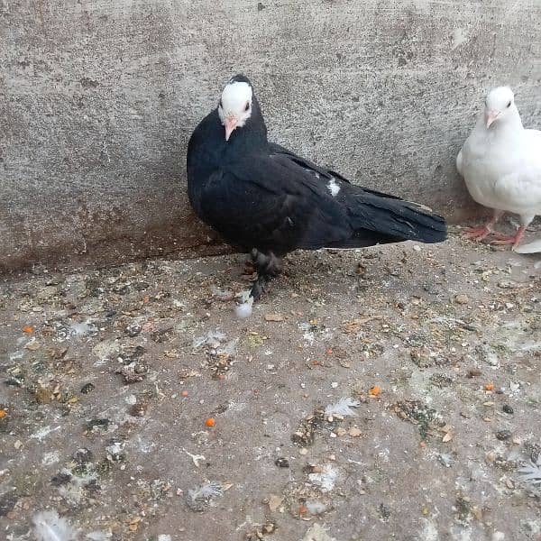 Fancy pigeon chicks 6