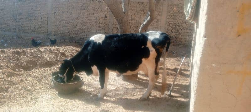 3 month pregnant cow 0