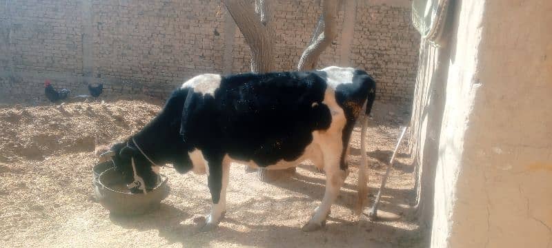 3 month pregnant cow 1