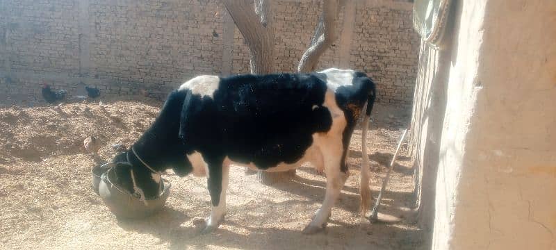 3 month pregnant cow 2