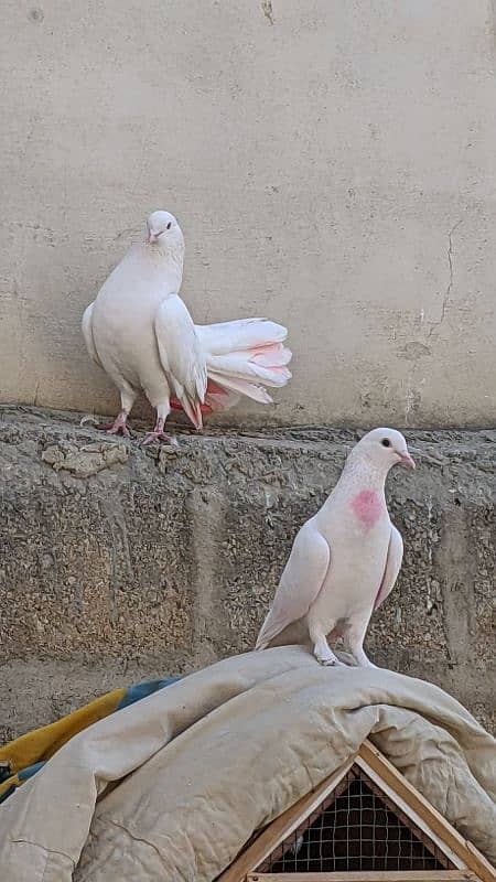 Breading Pigeons 2