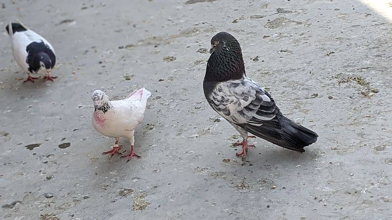 Breading Pigeons 4