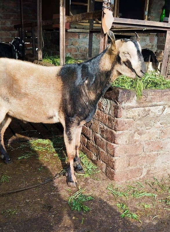 Barbra / Bakra / Male / Khasi 0