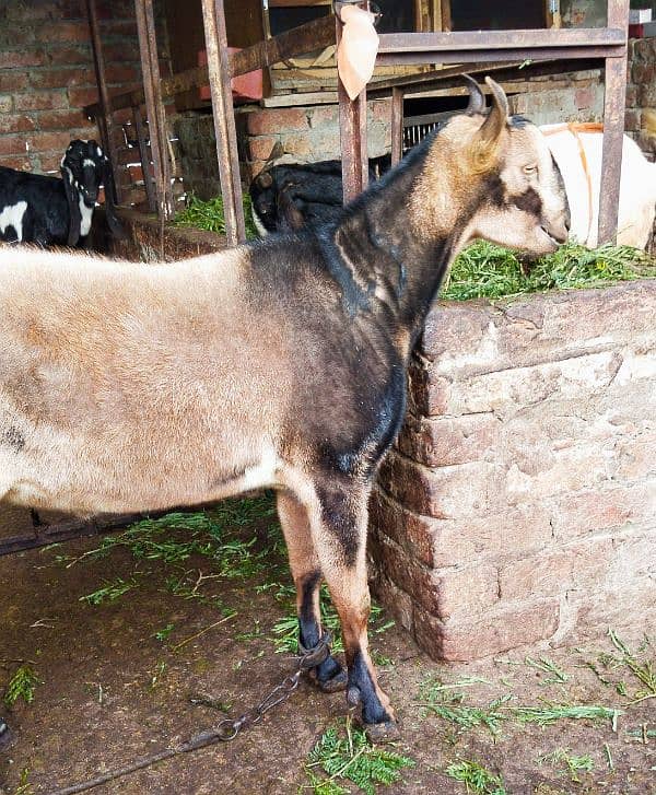 Barbra / Bakra / Male / Khasi 1