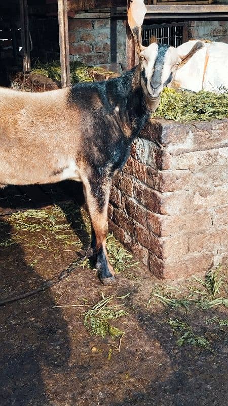 Barbra / Bakra / Male / Khasi 2