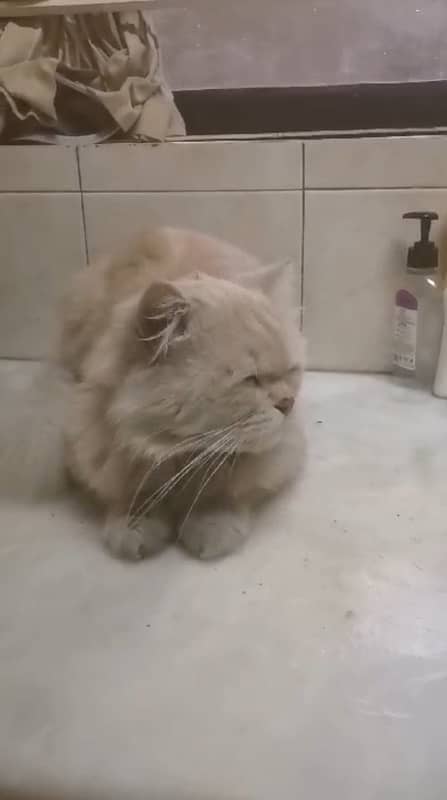 Pure Persian Cat 1