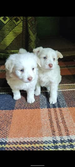 Top Class Russian pink nose puppies for sale in pairs