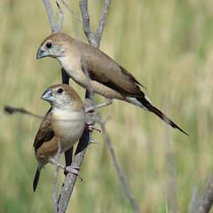 silver bill finch