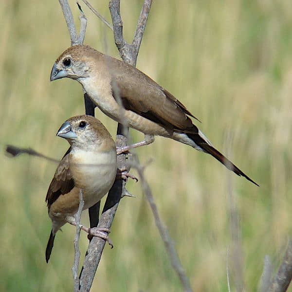 silver bill finch 0