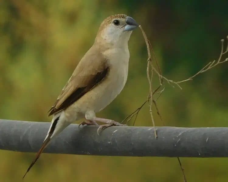 silver bill finch 1