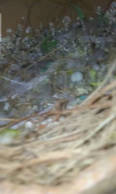 finch pair with eggs and nest