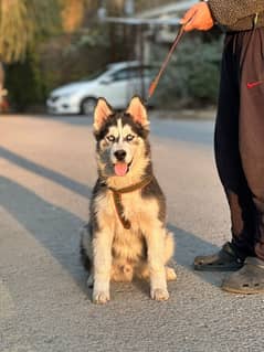 Siberian husky