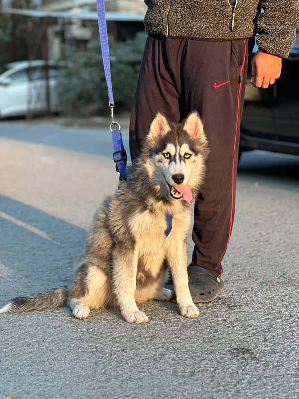 Siberian husky 1