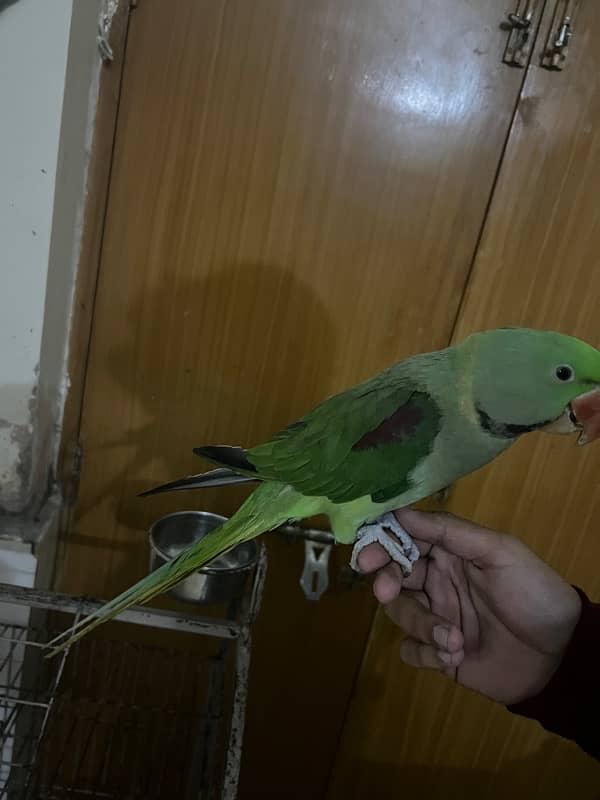 raw parrot hand tame talking 0