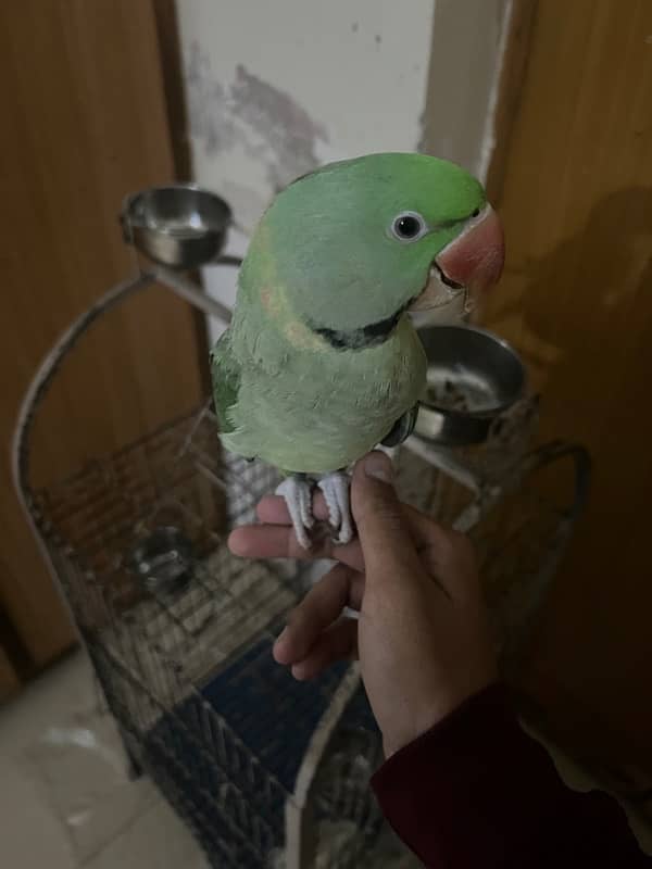 raw parrot hand tame talking 3