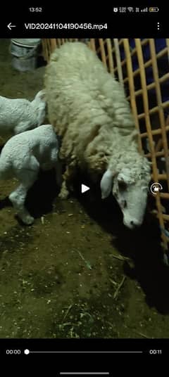 Sindhi cross Sheep for urgent sale