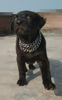 Lab Puppy male 27 days for sale