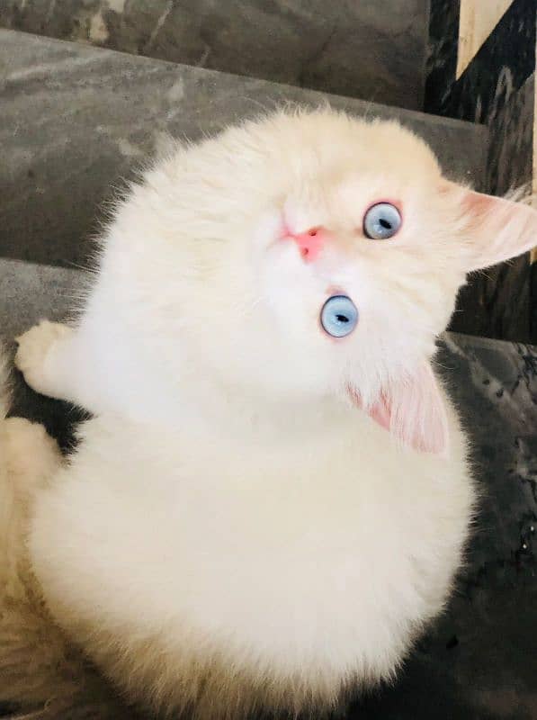 Selling my white Persian cat with blue eyes 0