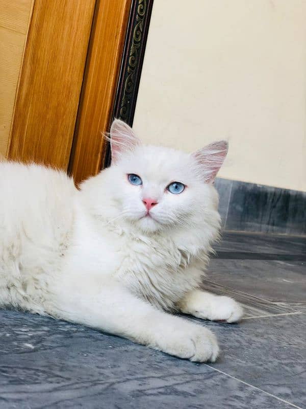 Selling my white Persian cat with blue eyes 1