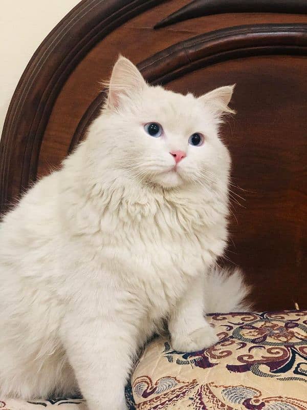 Selling my white Persian cat with blue eyes 2