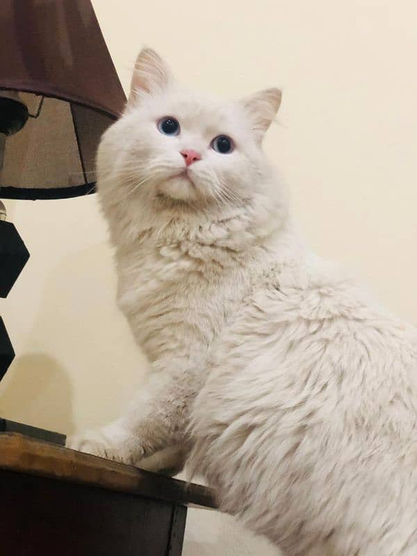 Selling my white Persian cat with blue eyes 3