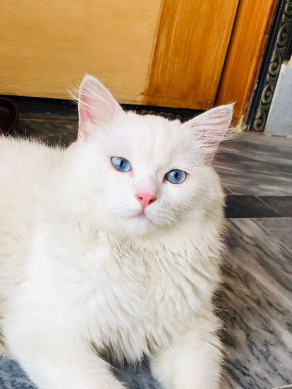 Selling my white Persian cat with blue eyes 4