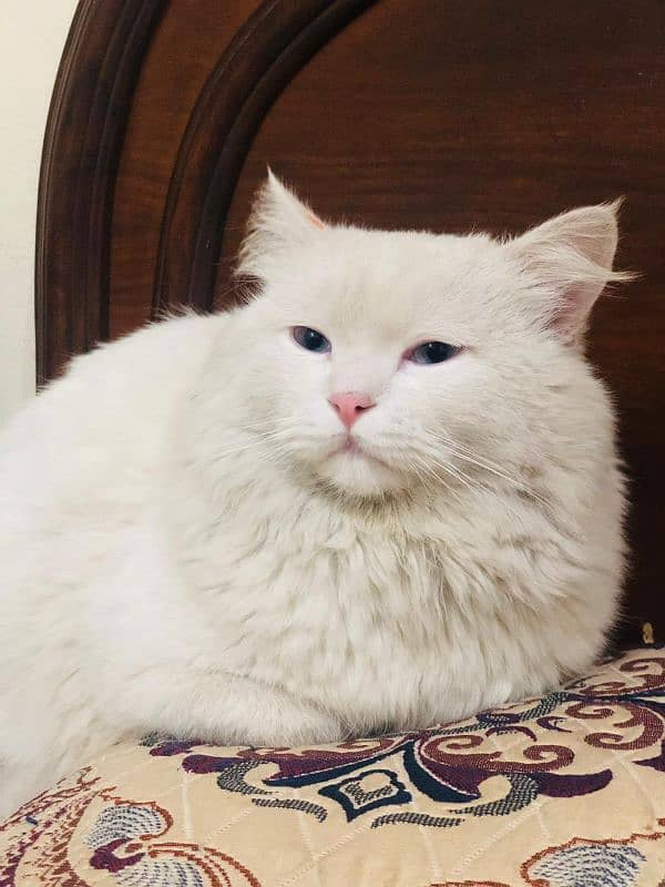 Selling my white Persian cat with blue eyes 5