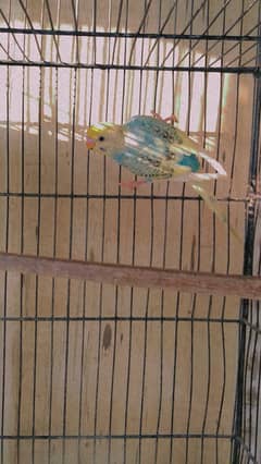 Budgies breeder pair||Australian parrot||read description for details